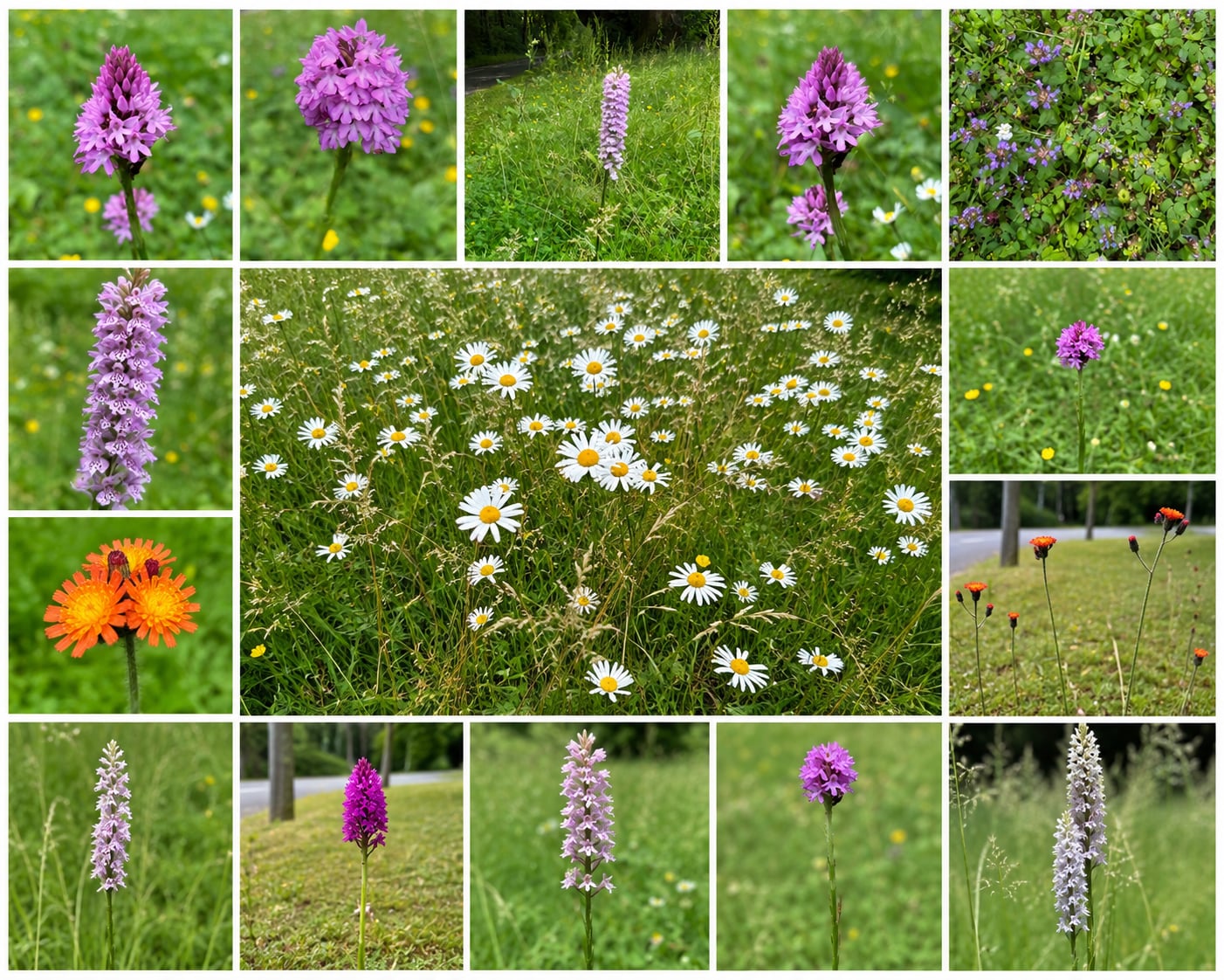 Wildflowers Thriving on Waterlow Road