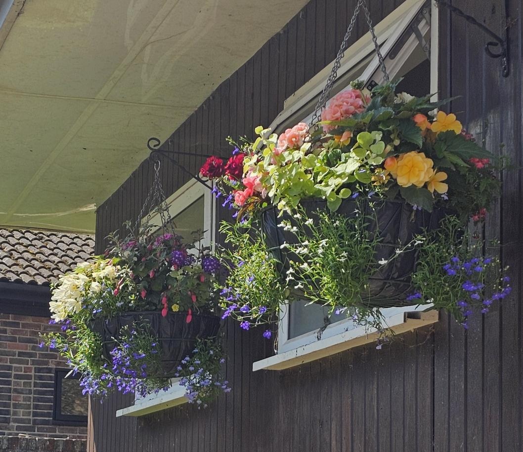 Hanging Baskets