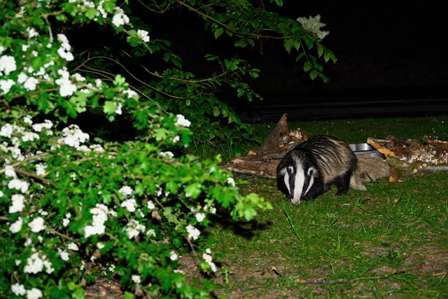 Vigo Badgers